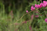 Coral vine